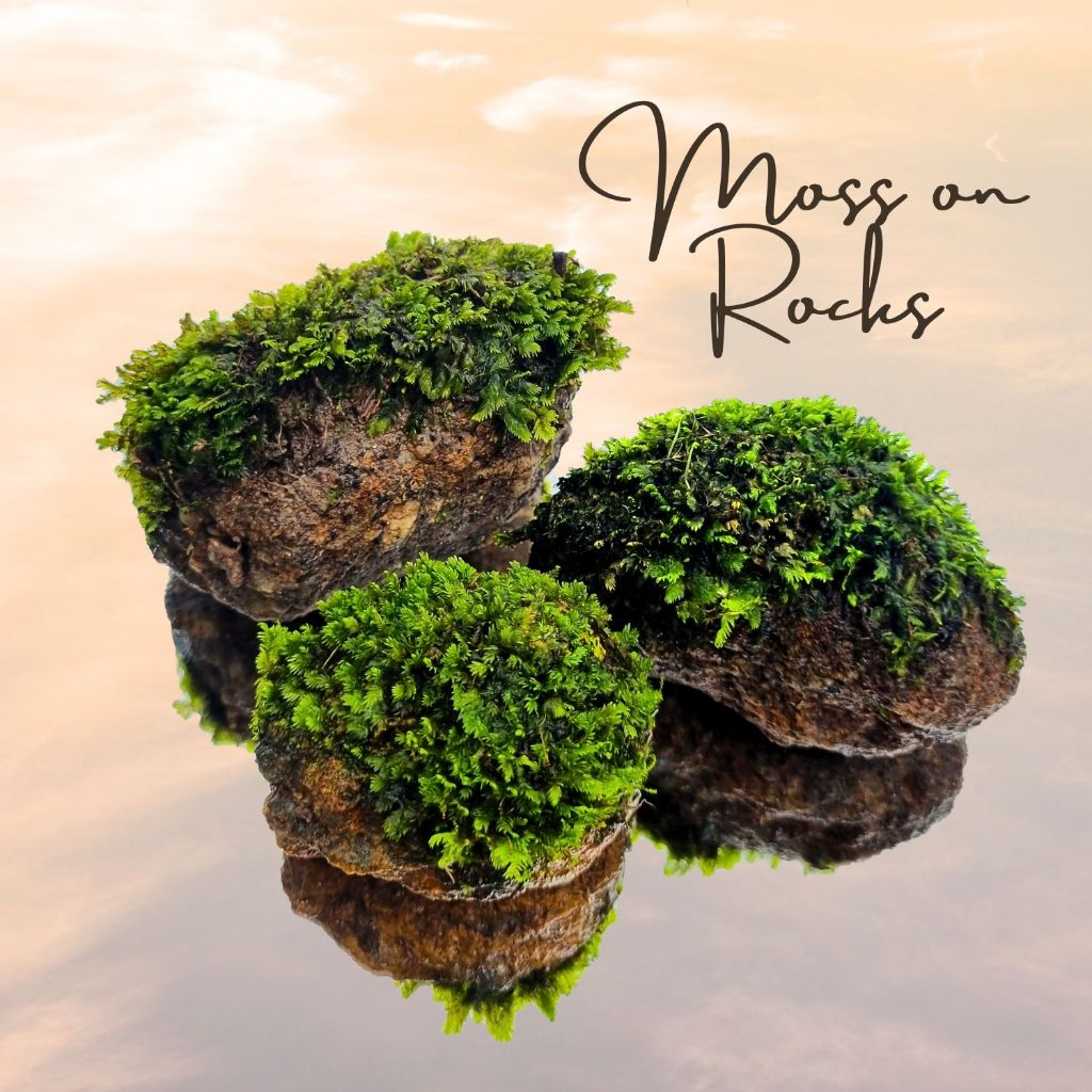 มอสเกาะหิน (มอสขนนก - Phoenix moss ) เลือกได้ขนาดได้ - แต่งตู้ปลา กุ้งแคระ สวนขวด สวนชื้น - ต้นไม้น้ำ