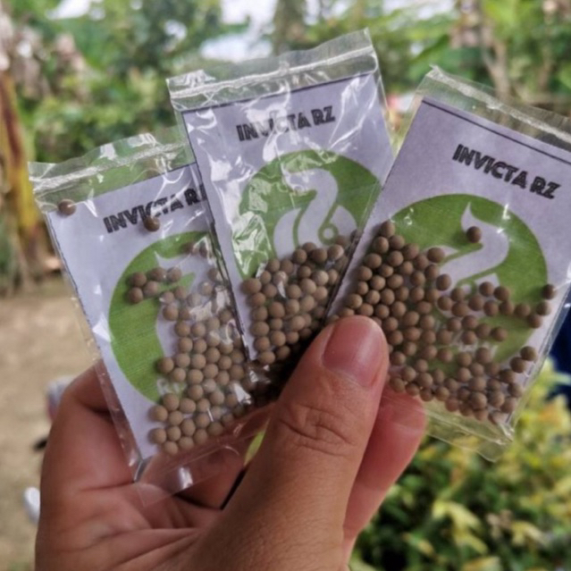 เมล็ดสลัดแบบเคลือบ 40 เมล็ด นำเข้าทุกชนิด อัตราการงอกสูง ปลูกง่าย ผลผลิตดี