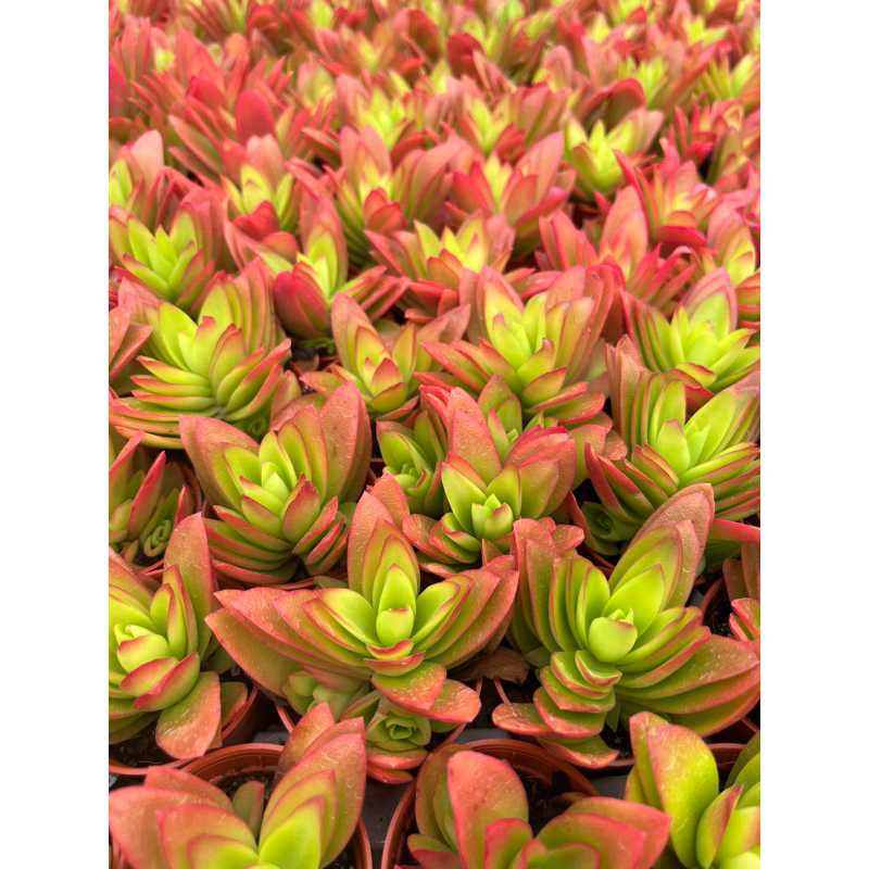 กุหลาบหินไอริส Succulents