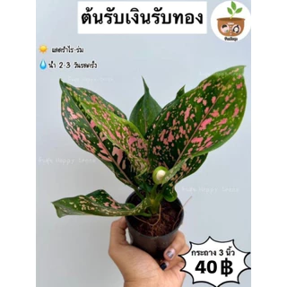 ต้นรับเงินรับทอง จัดส่ง 2 ต้นขึ้นไป คละแบบได้