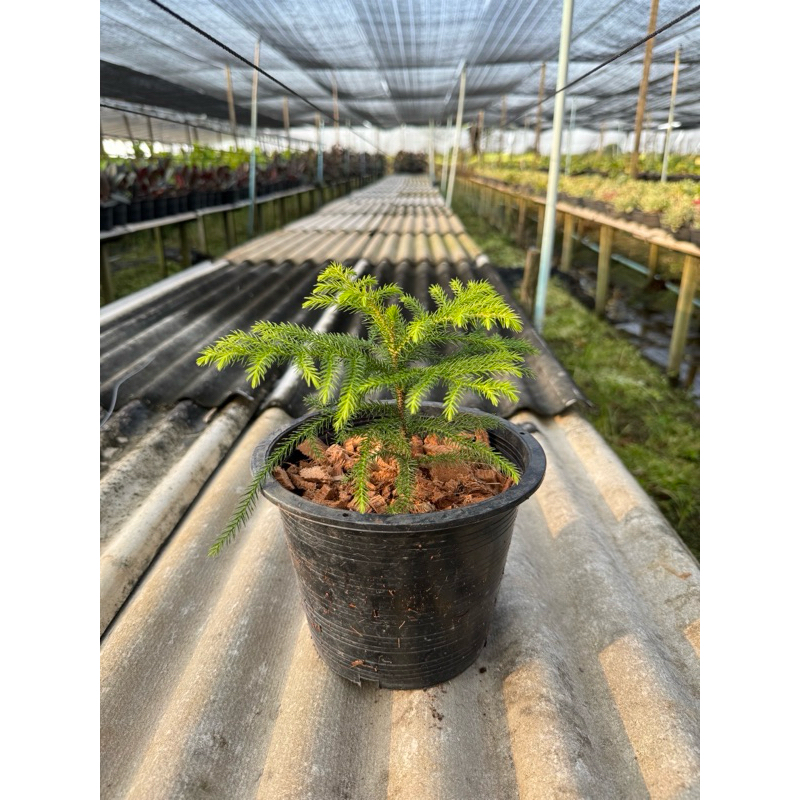 มุมมอง 4