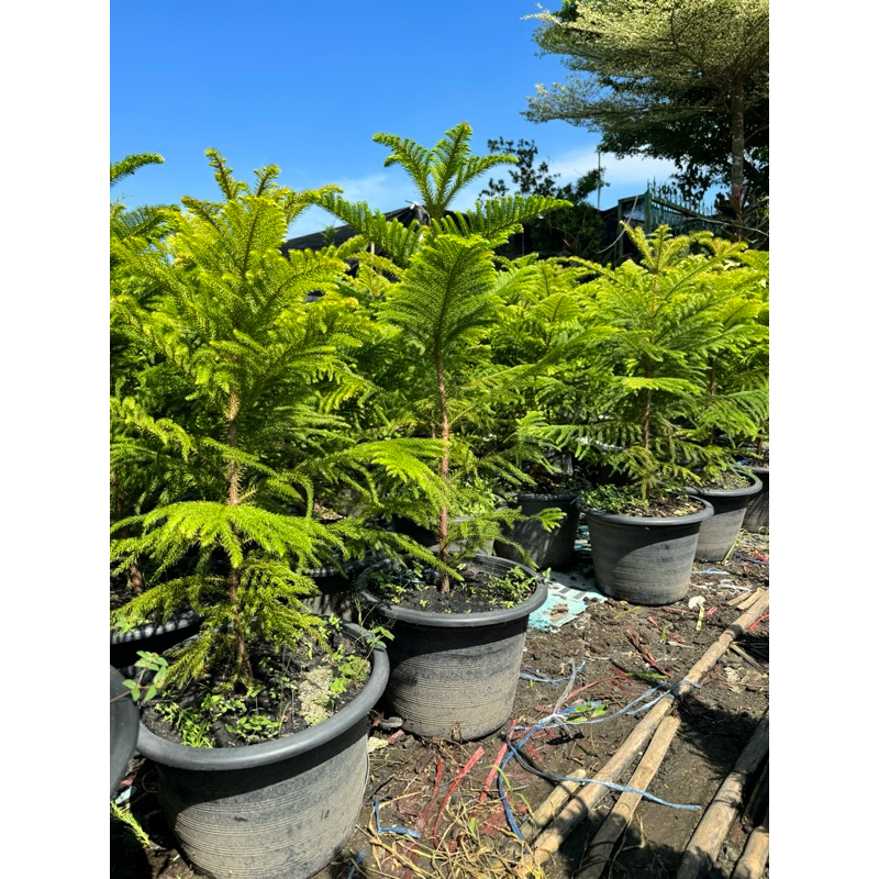 มุมมอง 7