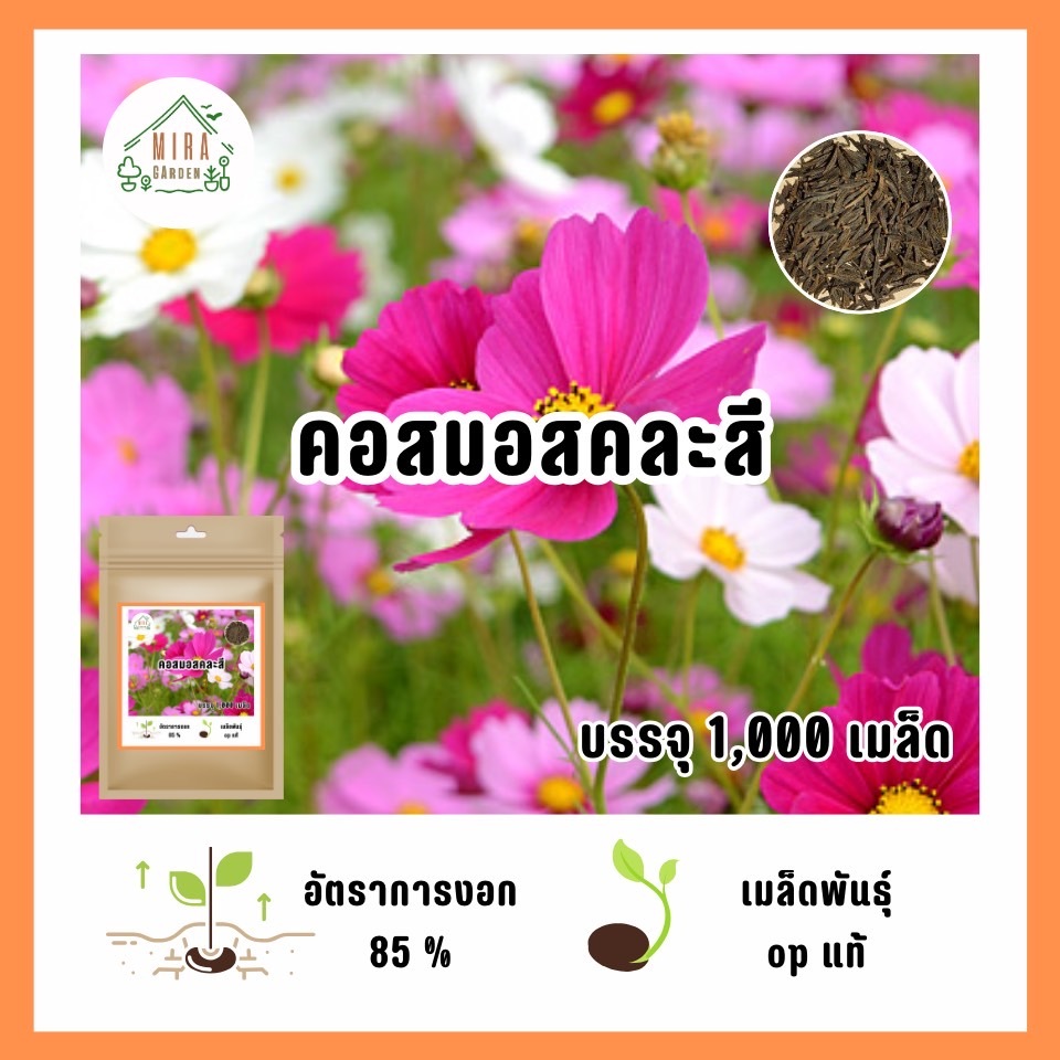 เมล็ดพันธุ์ดอกคอสมอส1,000เมล็ด🔥 ขายส่งเมล็ดพันธุ์คอสมอสหลากสี ขาว แดง ชมพู