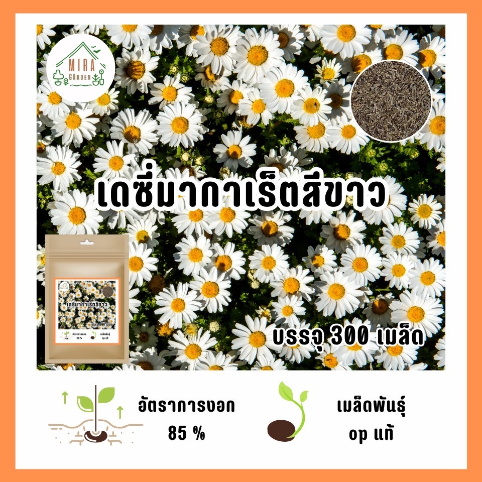 เมล็ดพันธุ์ดอกเดซี่ขาว 650เมล็ด แถม 30เมล็ด📌