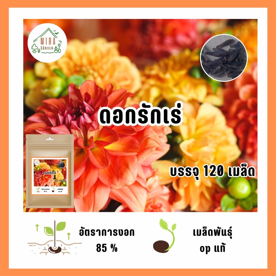 เมล็ดพันธุ์ ดอกรักเร่120 เมล็ด