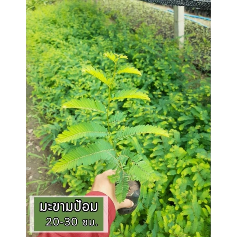 ต้นมะขามป้อมสวยๆ 🌿 ✅️ราคาถูก 👍ต้นสวย แข็งแรง👍❗️ สินค้าเสียหายเคลมฟรี ❗️