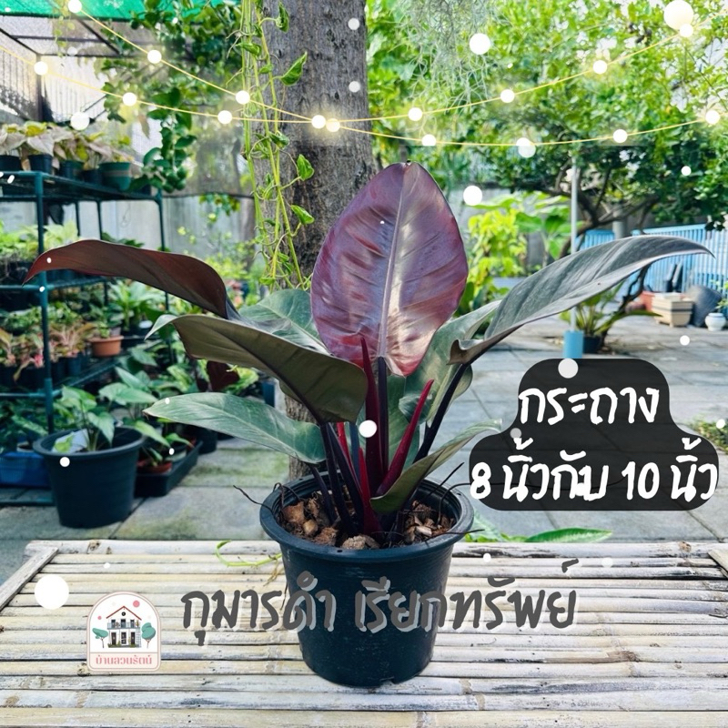 ต้นไม้มงคล กุมารดำ เรียกทรัพย์กระถาง 8 นิ้ว