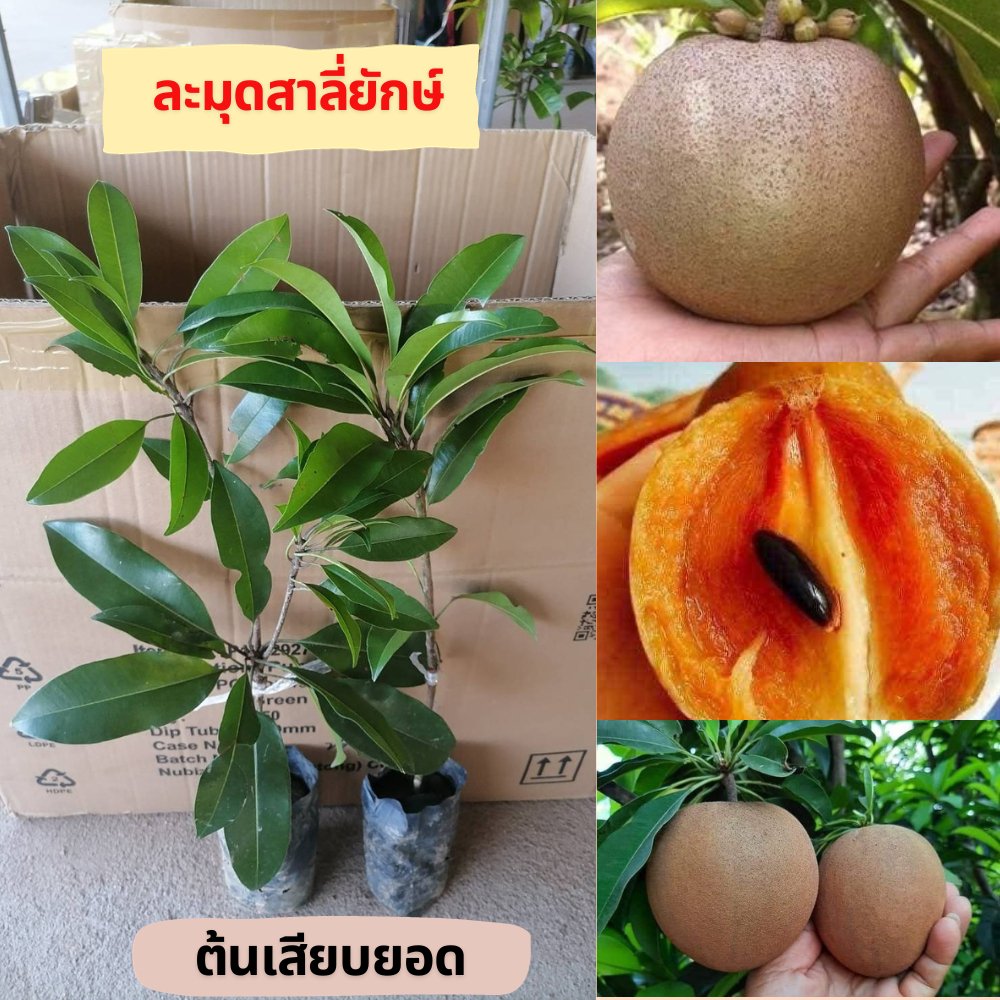 (2ต้น )ต้น ละมุดสาลี่ยักษ์ ต้นเสียบยอด🍅 🌴🌴ความสูงต้นประมาณ 35-40 ซม.🌴🌴