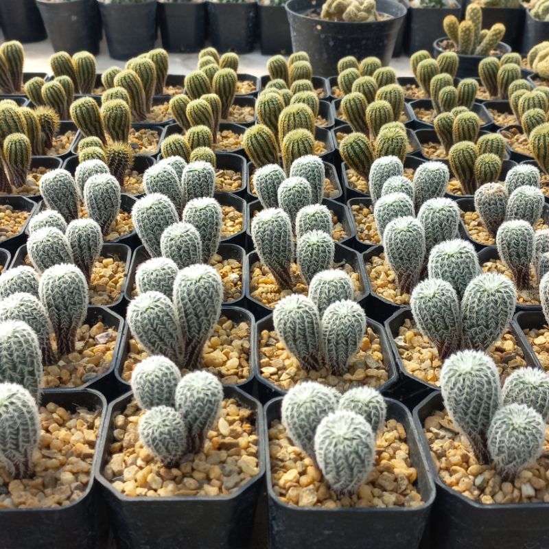 แฟเรียหนามเงิน แบบ 2 ต้น 3 ต้น ไม้เมล็ด ส่งทั้งกระถาง 2”
