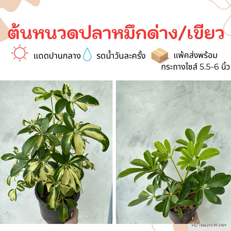 ต้นหนวดปลาหมึกด่างเหลือง/เขียว ไซส์กระถาง 5-6 นิ้ว จัดส่งพร้อมกระถาง