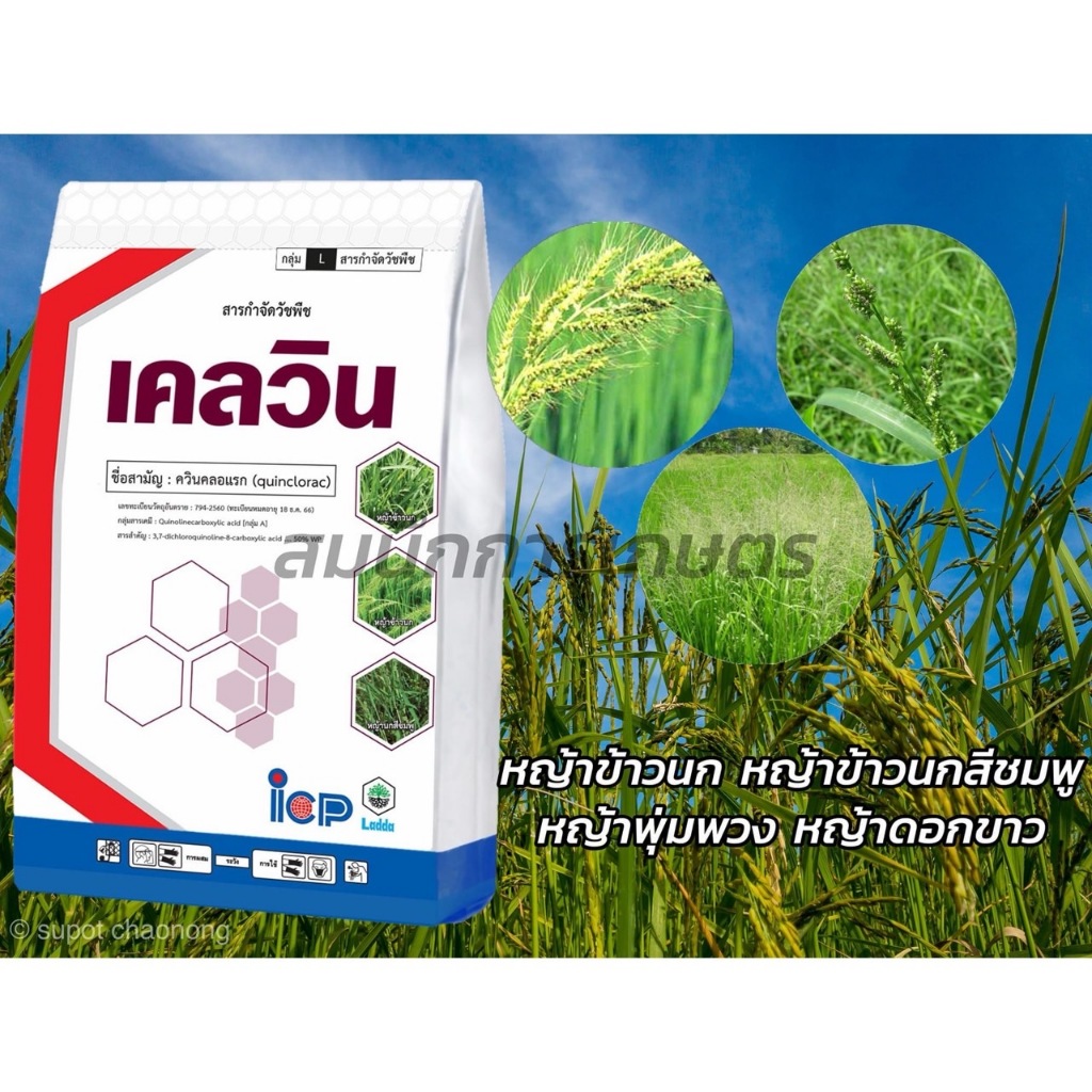 เคลวิน สาร ควินคลอแรก 50% WP ขนาด 250 กรัม รูปที่ 6