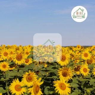 เมล็ดพันธุ์ทานตะวันสูง300เมล็ด ปลูกง่ายชอบแดดโตไว🌻