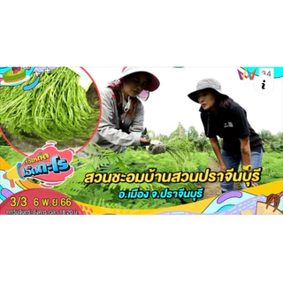 กิ่งชะอมพันธุ์โบราณ (1มัดมี50กิ่ง) กิ่งตอนรากแน่นๆ พร้อมปลูก