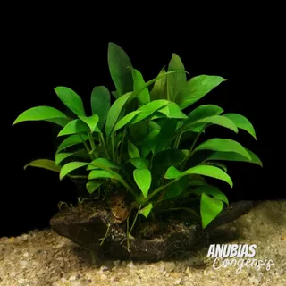 อนูเบียส ใบแหลม ใบบก เลือกได้ 2 ขนาด - ANUBIAS CONGENSIS ต้นไม้น้ำ