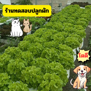 สารละลายAB สูตรพิเศษ โตเร็ว 1 ลิตร ยอดขายอันดับ 1 (A 1 ลิตร B 1 ลิตร) ถ้วยตวง เมล็ดผัก ไฮโดรโปนิกส์