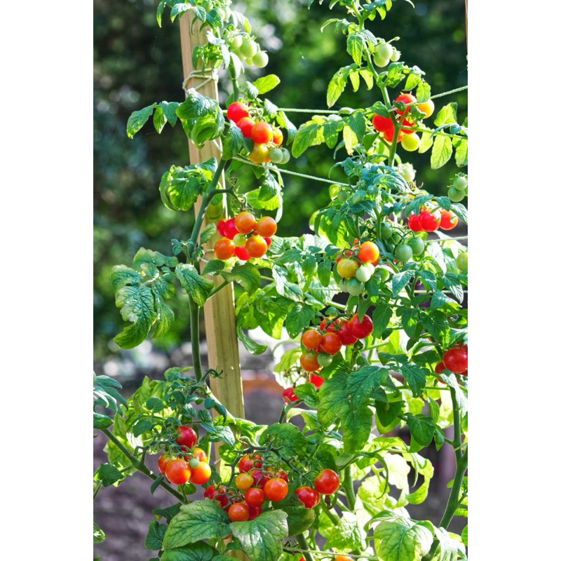 ชุดละ 30 ต้น= 60บาท ต้นกล้ามะเขือเทศสีดา ใส่ส้มตำ สลัด ปลูกง่าย โตไว ทนร้อน Sida Tomato Baby Plant set 30 #homegrown