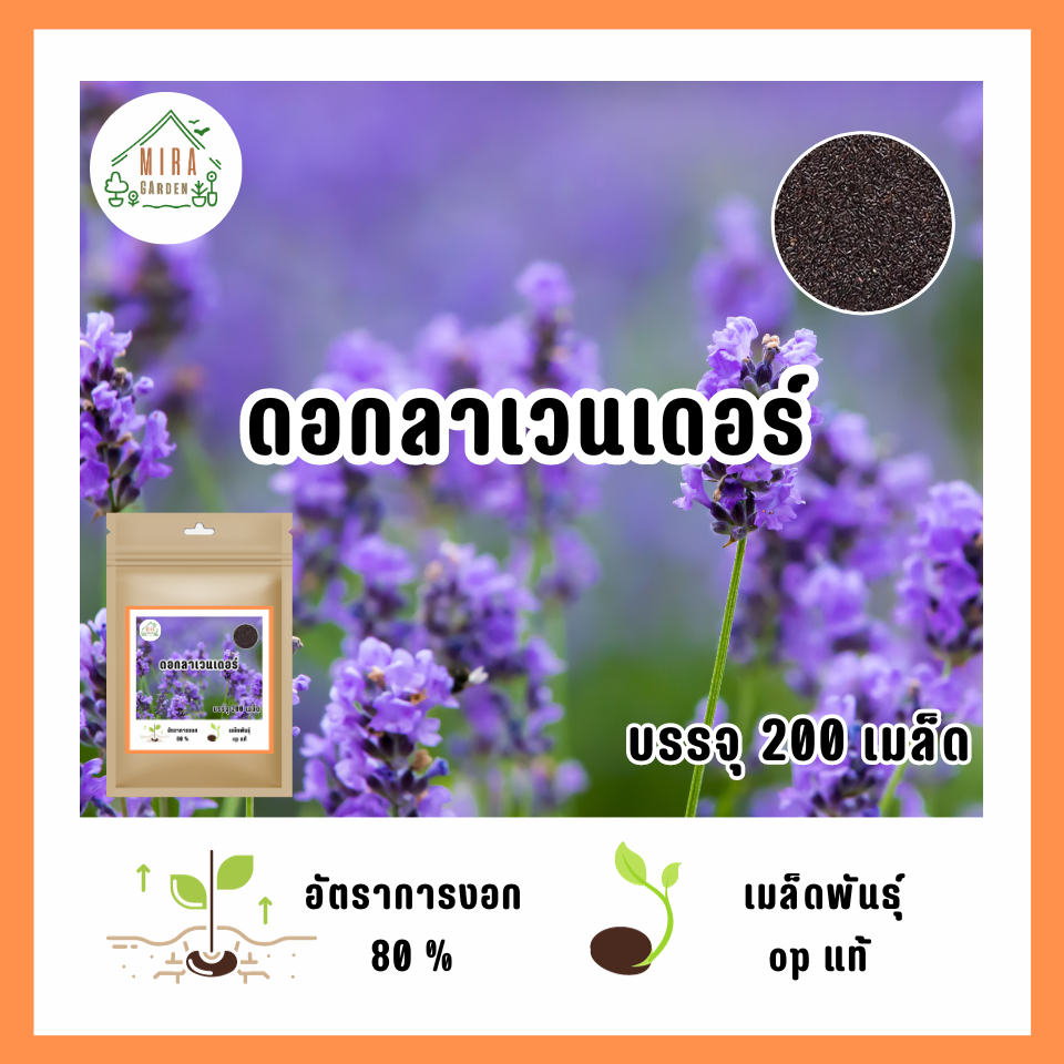 เมล็ดพันธุ์ ดอกลาเวนเดอร์ สายพันธุ์ อังกฤษ 200 เมล็ด