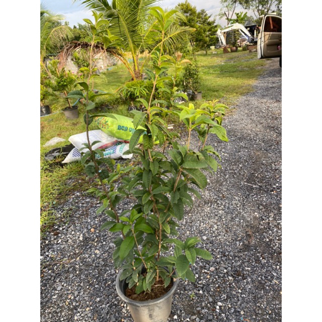 ต้นหอมหมื่นลี้ (ดอกกุ้ยฮวา) 80-90cm ดอกสีขาว