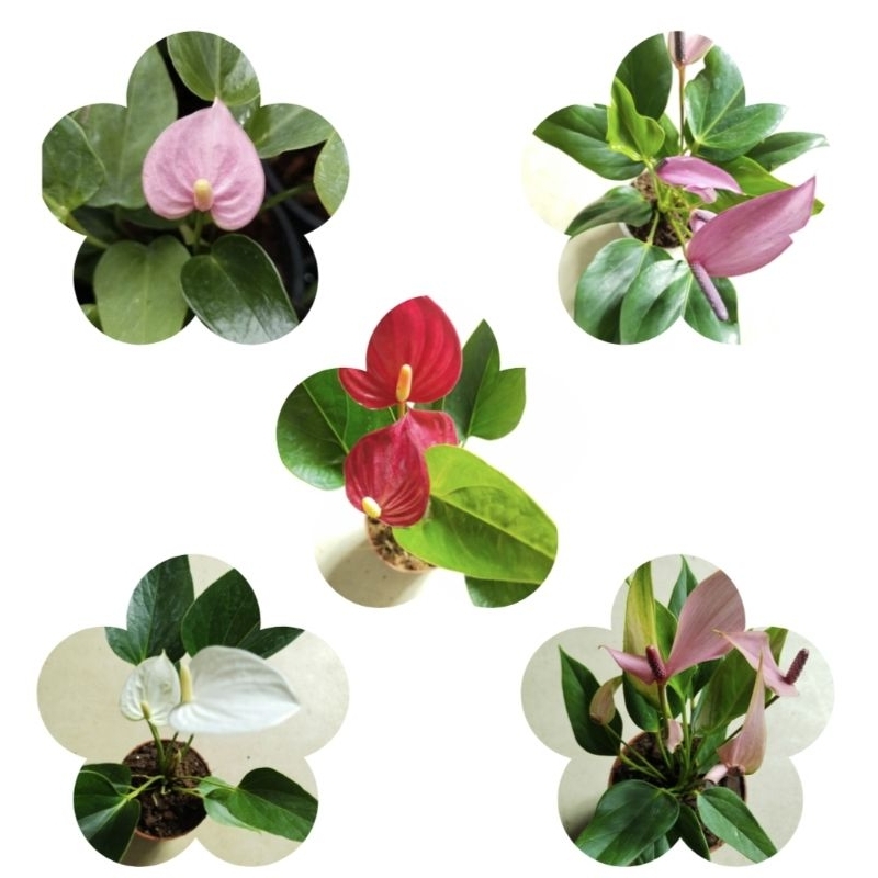 หน้าวัวแคระ 5 สี 5 แบบ Anthurium Flamingo Flower