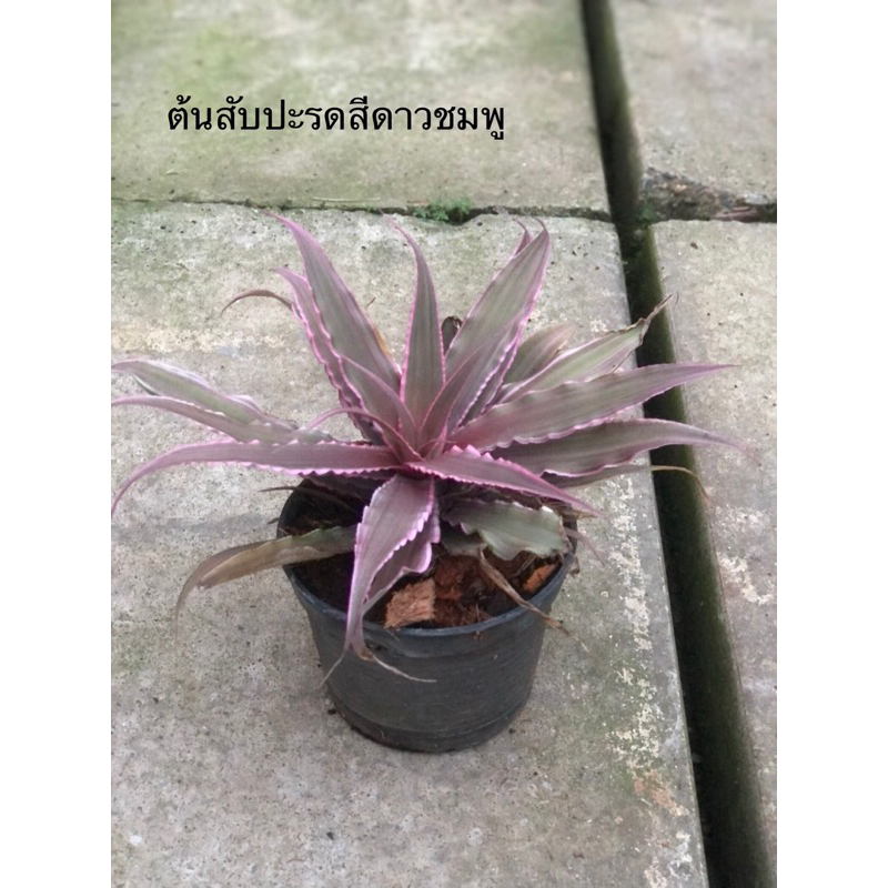 สับปะรดสีแคระดาวชมพู ต้นไม้ฟอกอากาศ