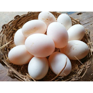 ไข่เชื้อ