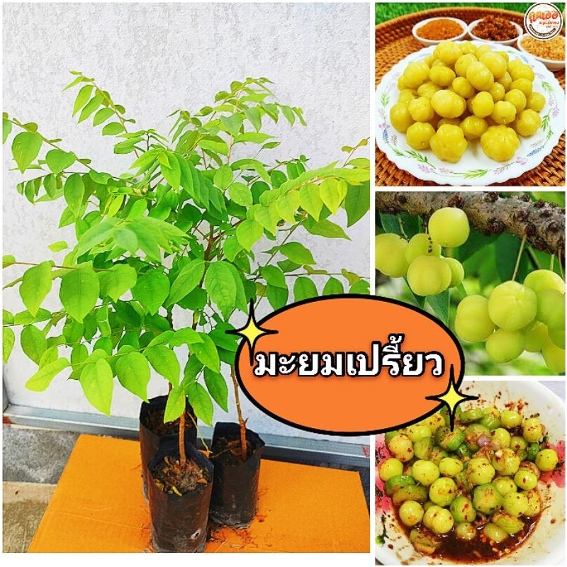 ต้นมะยมเปรี้ยว ไม้มงคล นิยมปลูกหน้าบ้าน ผลนำไปทานสด ,ดอง,เเช่อิ่ม ,ใบอ่อนกินได้  ต้นเเข็งเเรงพร้อมปลูก