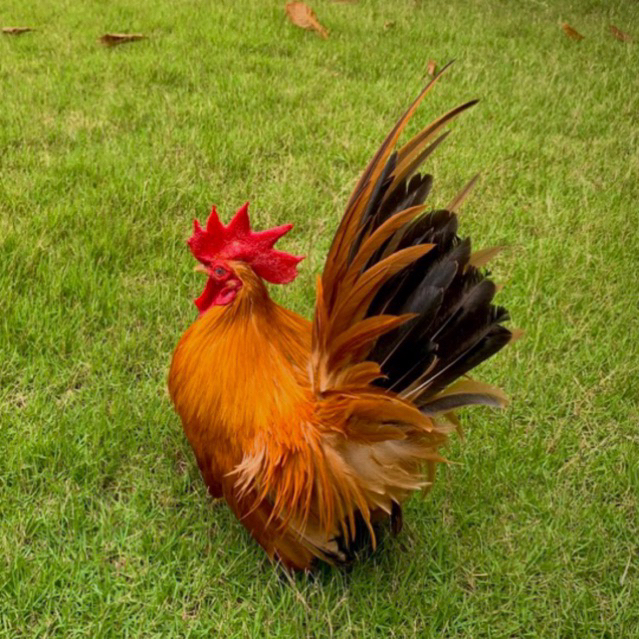 ไข่เชื้อ ไก่แจ้สีทอง