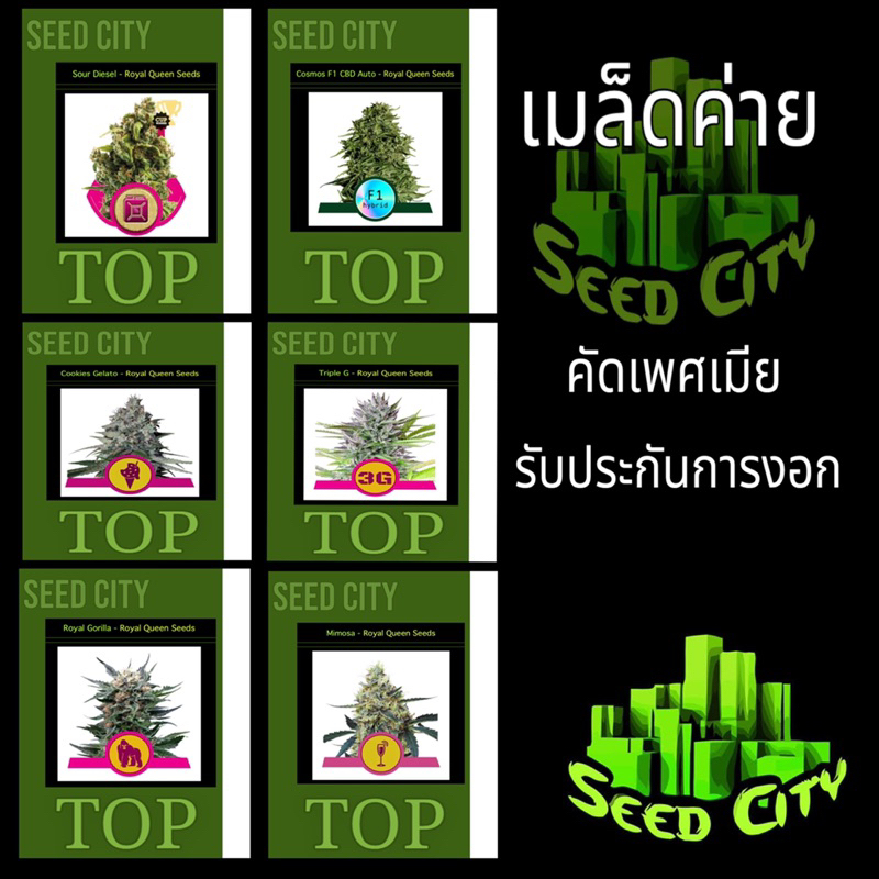 เมล็ดกันชาสายพันธุ์ SeedCity รับประกันคุณภาพสินค้าทุกรายการ แถมฟรีปุ๋ยเร่งฮอร์โมนควบคุมเพศทุกออเดอร์ บอนไซ