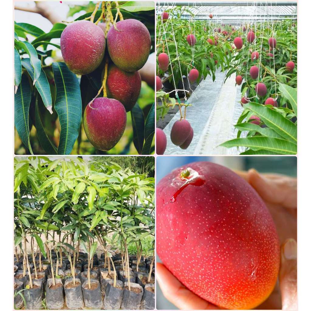 มะม่วงไทโยะโนะ (太陽のタマゴ) หรือ มะม่วงไข่พระอาทิตย์ เนื้อเเน่น หวานฉ่ำ ไร้เสี้ยน ต้นพันธ์เสียบยอด แข็งแรง พร้อมปลูก
