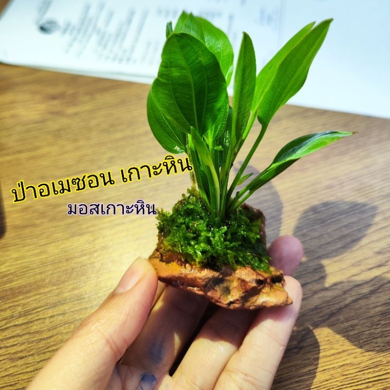 ป่าอเมซอน เกาะหิน มอสจริงซื้อ 4แถม1