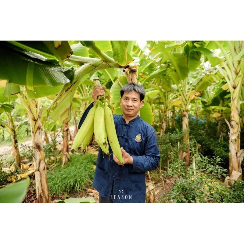 กล้วยงาช้าง Plantain (ชุดละ5กิโลกรัม)