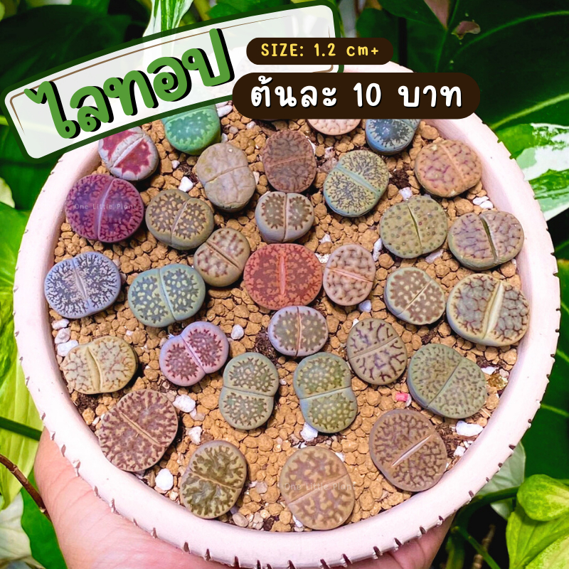 ไลทอป Lithops ขนาด 1.3 cm+ คละพันธุ์