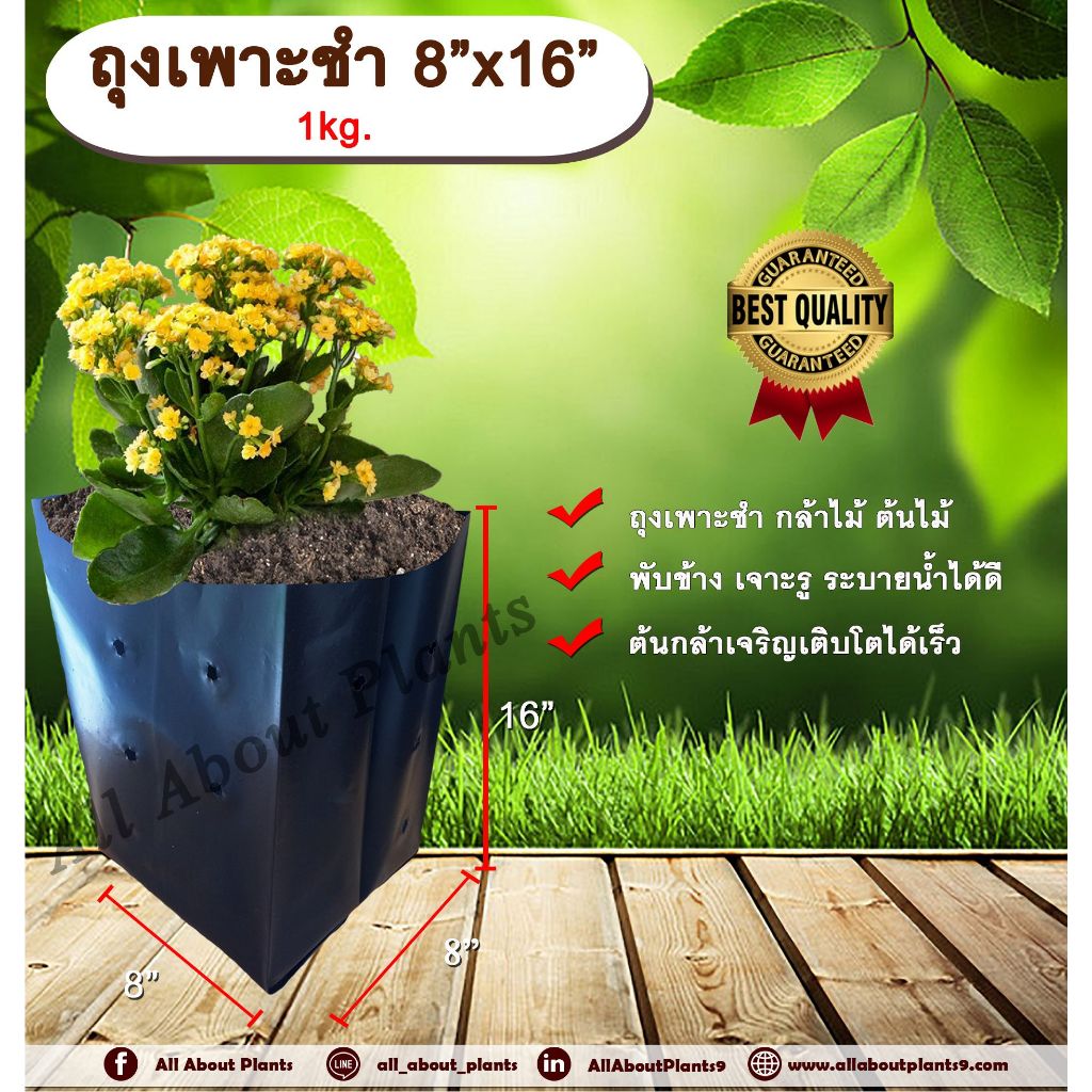 ถุงเพาะชำ 8”x16” 1kg. ถุงเพาะชำสีดำ ถุงเพาะชำกล้าไม้ ต้นไม้ ถุงดำ allaboutplants