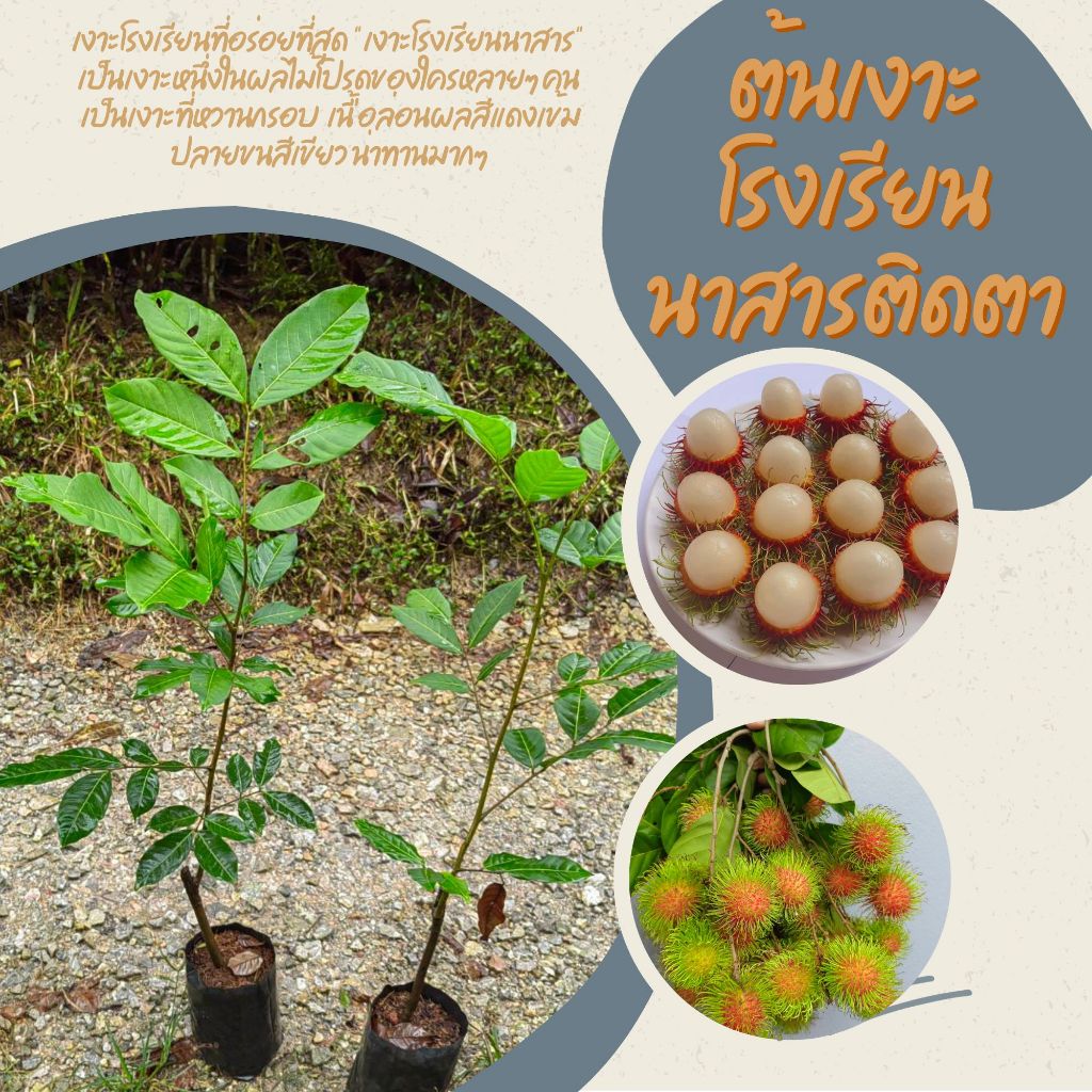 เงาะโรงเรียน​นาสาร​ติดตา​ ​1.5-2 ปีติดผล
