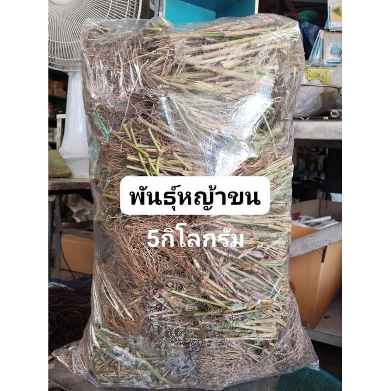 หญ้า​ขน​ ต้นพันธ์​ุ 1กิโลกรัม 50​บาท​(สำหรับ​ปลูก)​
