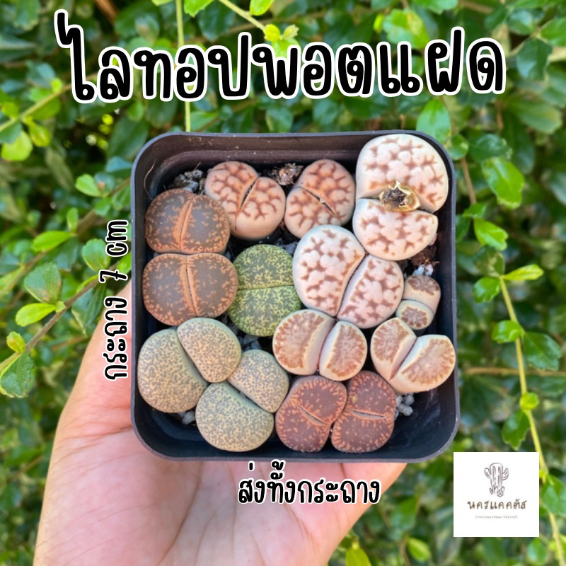 พรีออเดอร์🌵ไลทอปแฝด ไลทอปกระถางแฝด lithops สั่งทั้งกระถาง