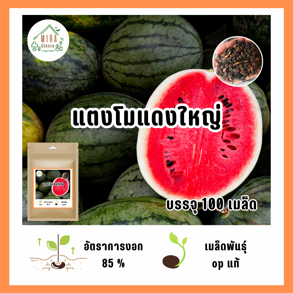 เมล็ดพันธุ์ แตงโมแดงใหญ่ 100 เมล็ด