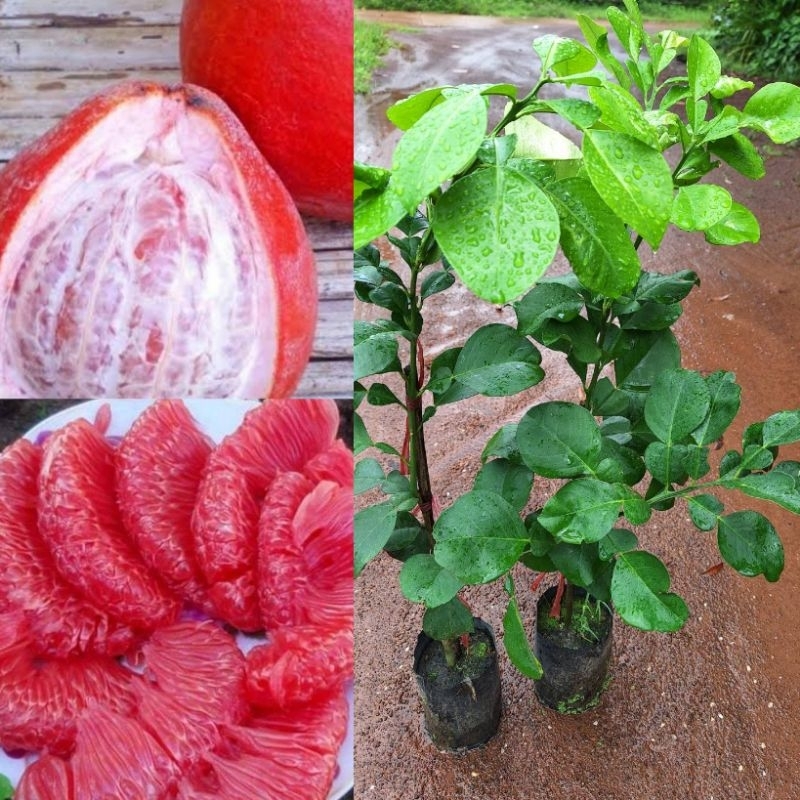 ต้นส้มโอแดงเวียดนาม /เสียบยอด /ขนาด50-60เซนฯ เปลือกผลสีแดง เนื้อสีแดง รสหวาน