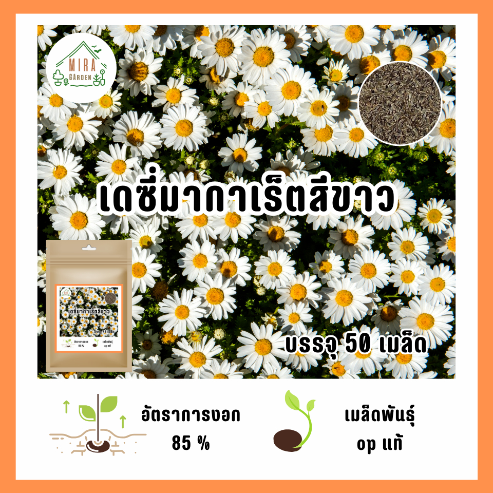 เมล็ดพันธุ์ ดอกเดซี่มากาเร็ตสีขาวล้วน บรรจุ 50 เมล็ด