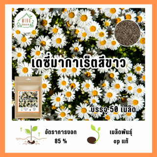 เมล็ดพันธุ์ ดอกเดซี่มากาเร็ตสีขาวล้วน บรรจุ 50 เมล็ด