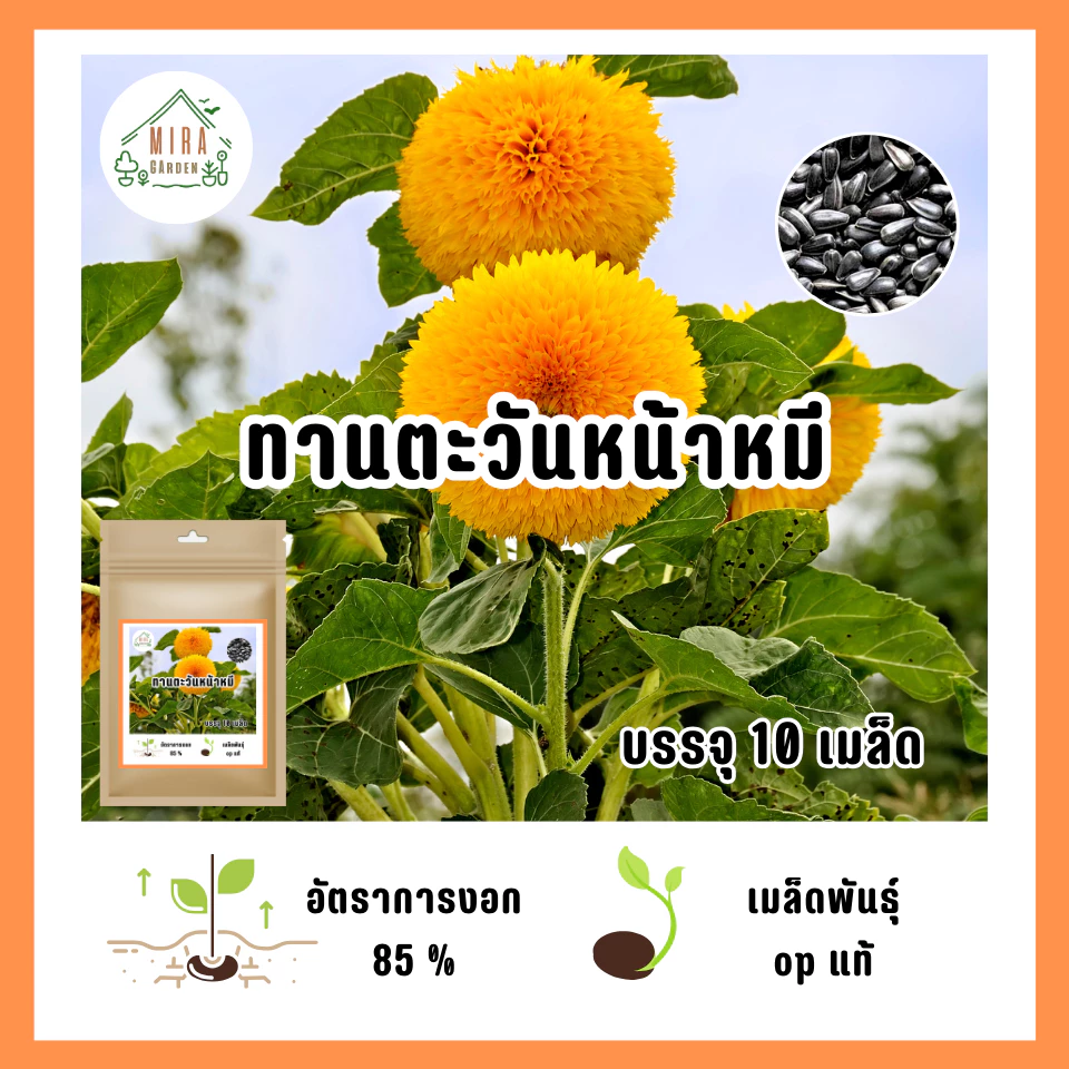 เมล็ดพันธุ์ ดอกทานตะวันหน้าหมี บรรจุ 10 เมล็ด