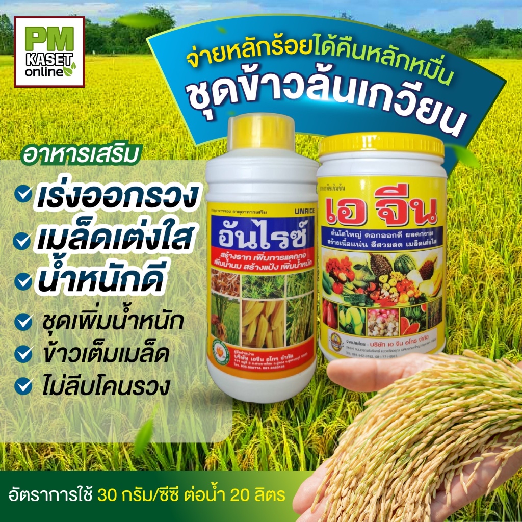 ชุดข้าวล้นเกวียน (เอจีน+อันไรซ์) เพิ่มน้ำหนัก ข้าวออกเสมอ สร้างแป้ง เมล็ดเต่งใส ไม่ลีบโคนลวง