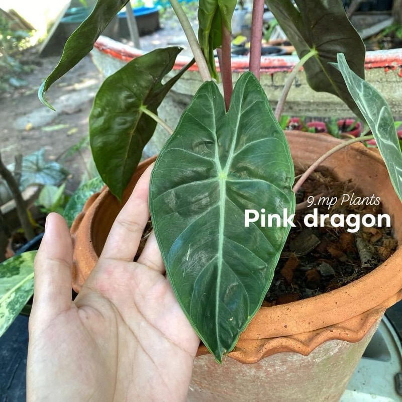 Alocasia pink dragon แก้วสารพัดนึก ก้านชมพู