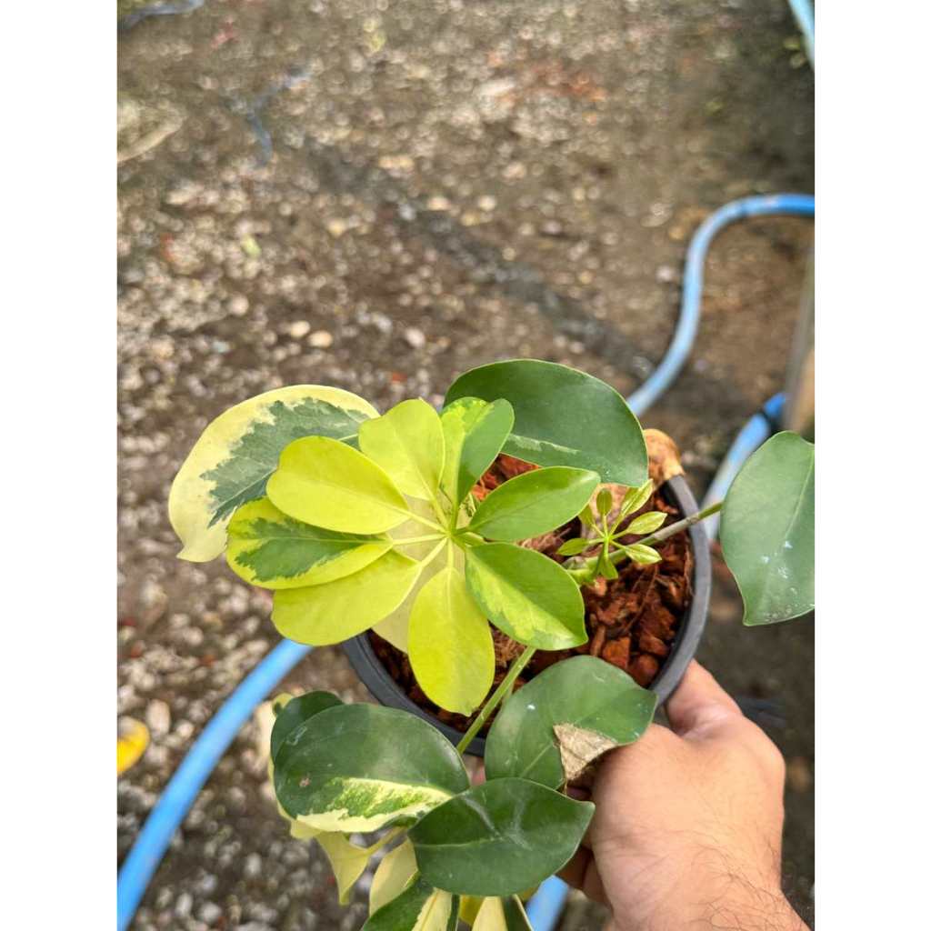 มุมมอง 3