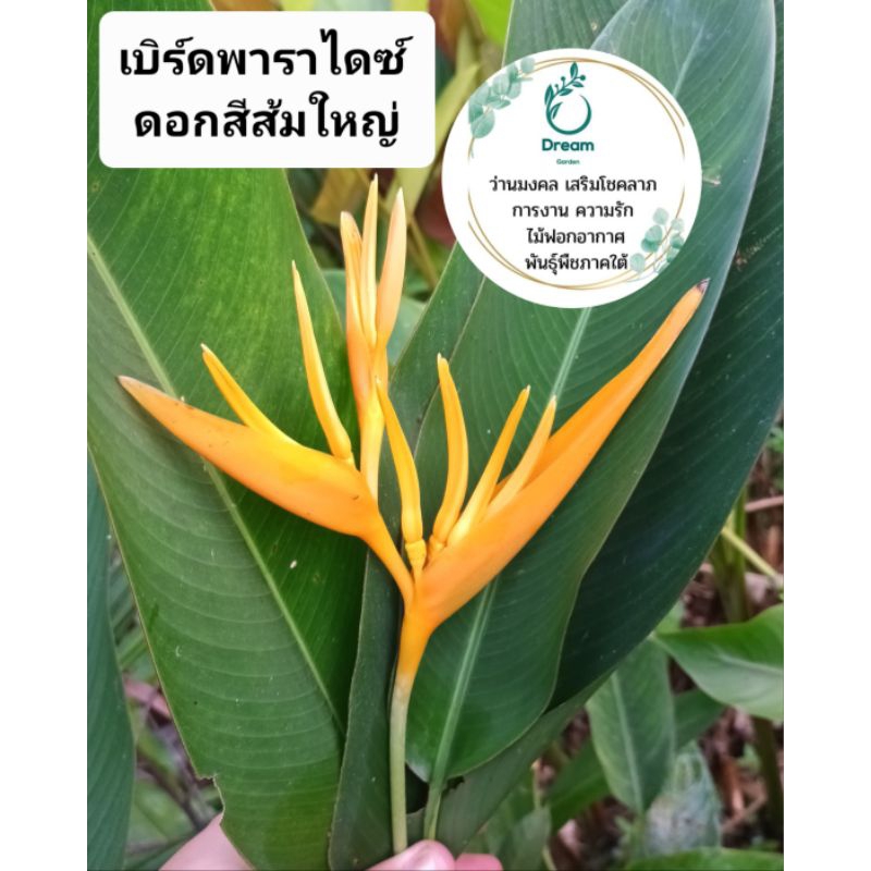 เบิดพาราไดซ์ ดอกสีส้ม🧡(พันธุ์ใหญ่)