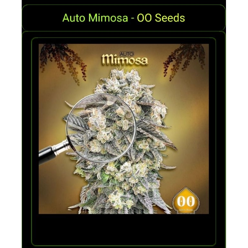 🌱เมล็ดพันธุ์ Mimosa (Auto)🌱 ค่าย OO Seeds Bank 🔥เมล็ดค่ายแท้นำเข้าจาก ตปท.100%🔥
