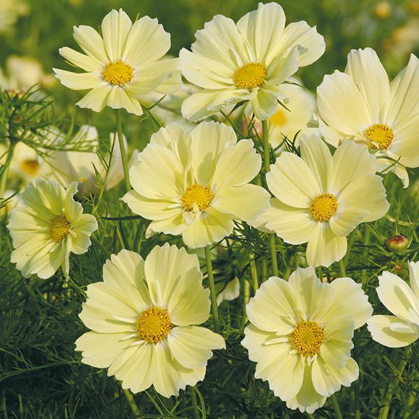 80+ เมล็ด เมล็ดดาวกระจายซานโทส - Cosmos Xanthos (หายาก ปลูกง่าย ดอกสีเหลืองอ่อนนวลสวย ดอกสวยมาก)