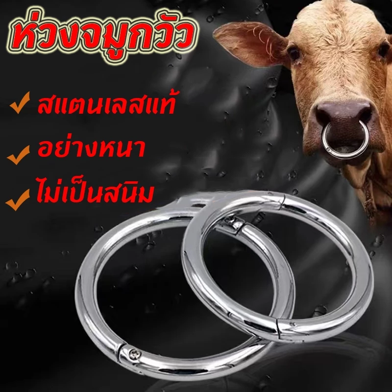ห่วงจมูกวัว ห่วงจมูกวัวสแตนเลสแท้3นิ้ว3.5นิ้ว ห่วงสำหรับใส่จมูกวัววัว อย่างหนา ไม่เป็นสนิม โค กระบือ