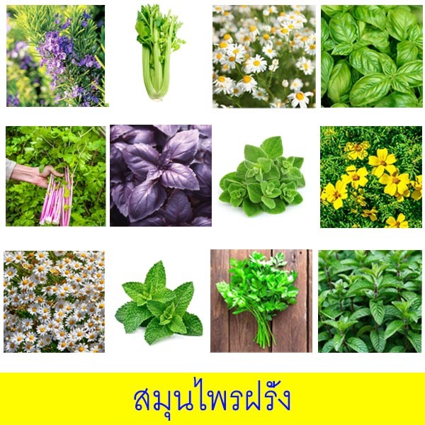 สมุนไพรฝรั่ง📌10แถม1!!🎯ถูกที่สุด10บ.🎯เมล็ดพันธุ์สมุนไพรฝรั่ง5-100เมล็ด📌ปลูกง่าย☘️โตไว🌱ทำอาหารฝรั่ง