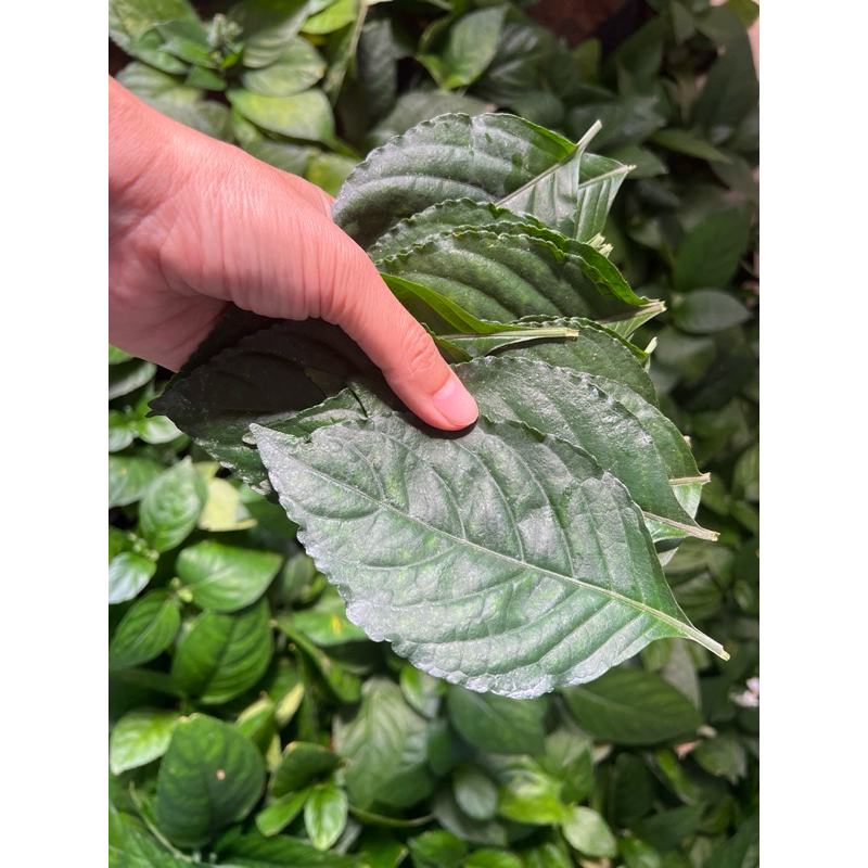 🍃ใบเนียมสดๆ 10-20 ใบใหญ่ๆ🍃